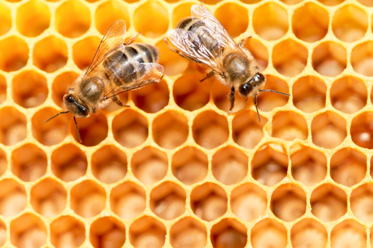 Seguridad de los Packs de Miel vs Miel Regular 2026